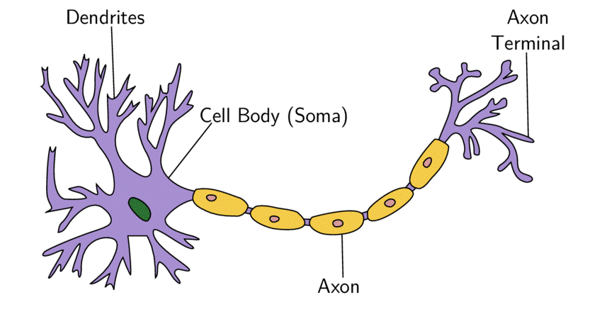 Components of Human Neuron